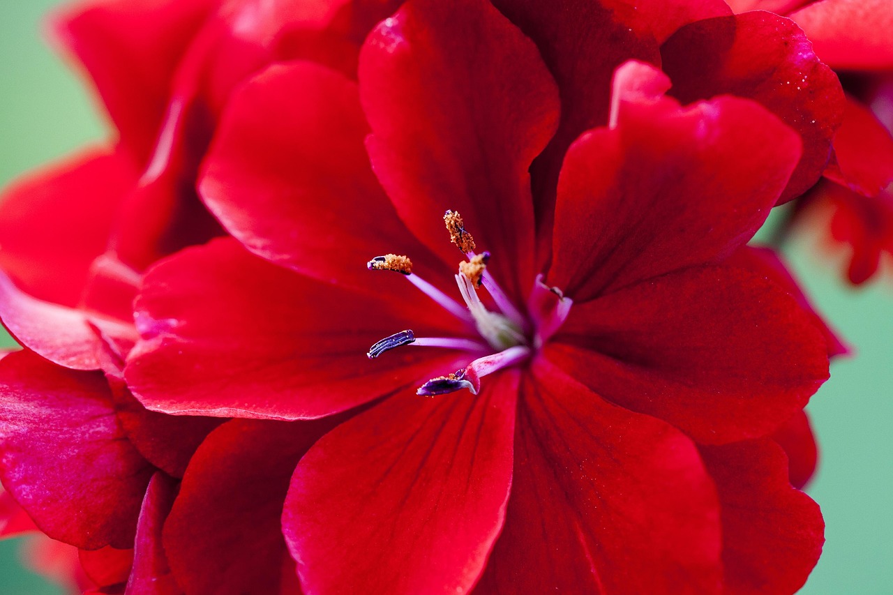 Röd Blomma Pinnar Sommar - Gratis foto på Pixabay - Pixabay