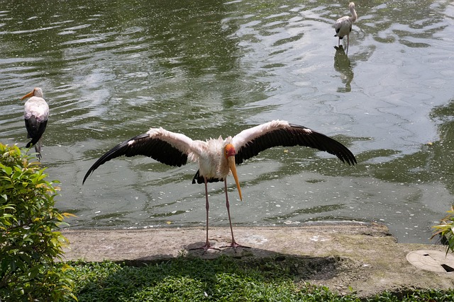 Free Zoo Bird photo and picture