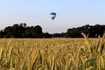 hot air balloon, rye, cereals