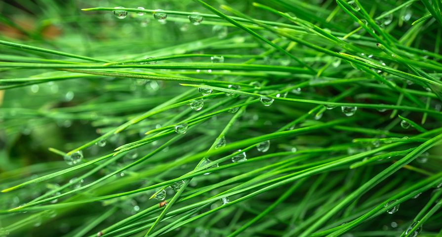 풀잎 사진 - 무료 이미지 다운로드 - Pixabay
