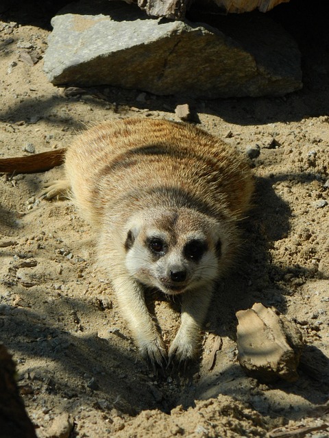 Surikat, Zoo, Dyret, Dyr, Nysgerrig