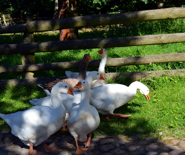 Free Goose Geese photo and picture