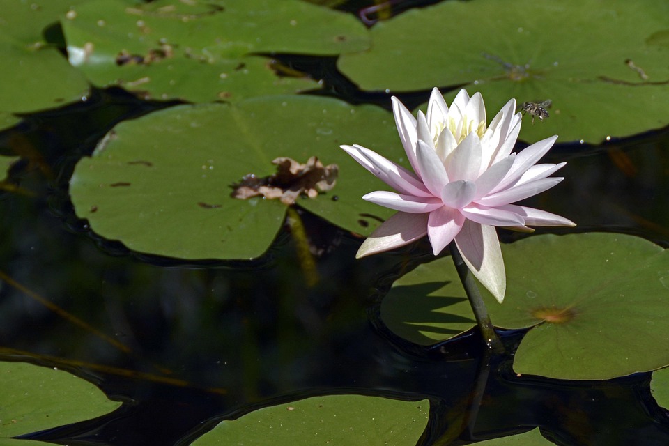 Water Lily Aquatic Plant Blossom Free photo on Pixabay