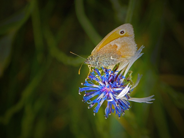 Free Butterfly Flower photo and picture