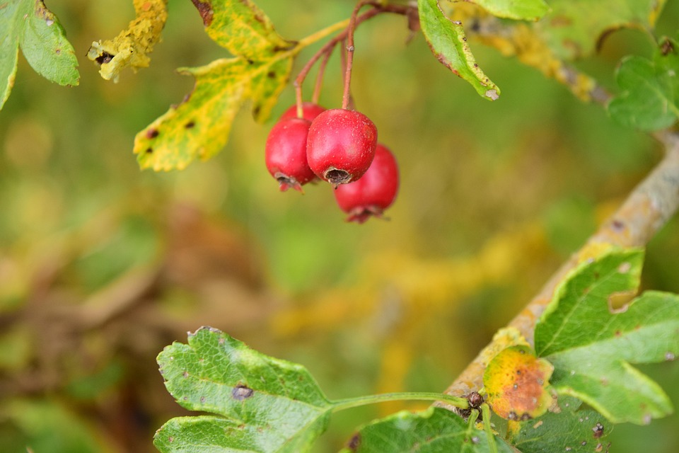 Vogelbeeren rød bær · gratis foto pÃ¥ pixabay Vilde træer med røde bær