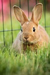 hare, animal, green
