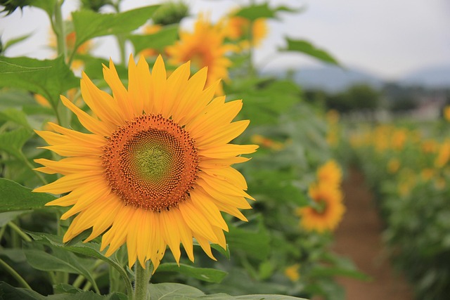Free Sunflower Farm photo and picture