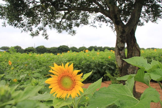 Free Sunflower Farm photo and picture