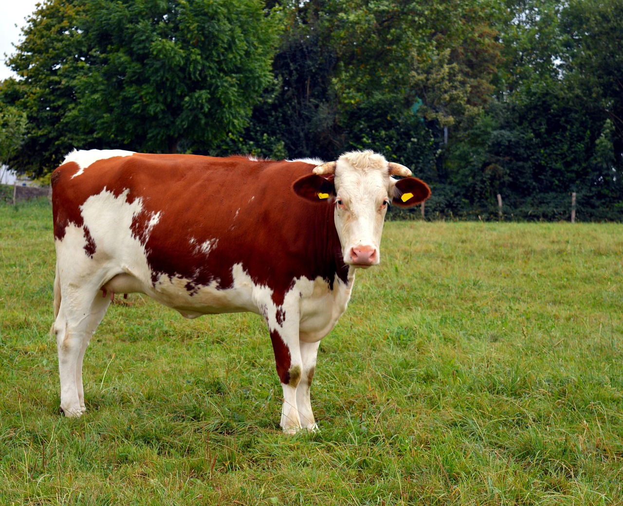 Cow Milk Images Hd At Jamie Cartwright Blog