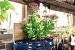 urban gardening, garden, plant