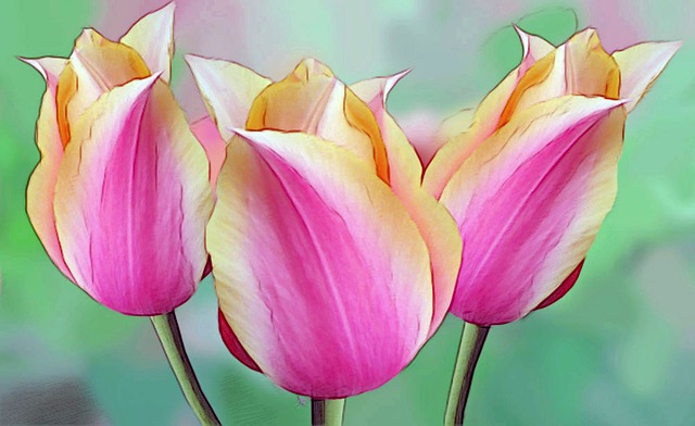 Drawing, Tulpen, Blumen, Arrangement