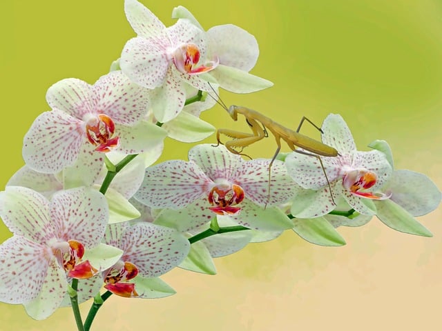 Free mantis orchid flower illustration