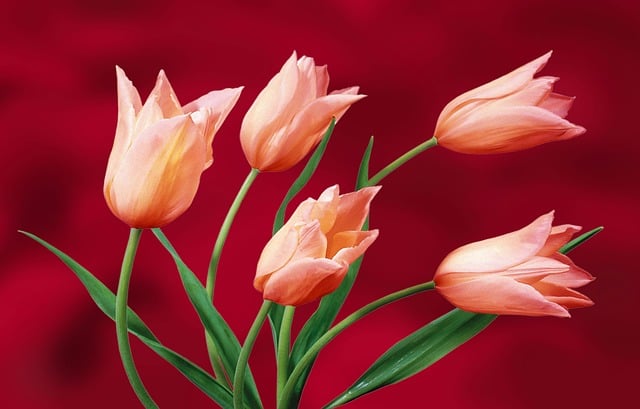 Free tulips garden plants illustration
