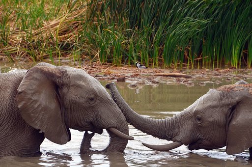Free Africa Elephants photo and picture