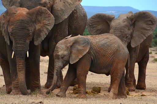 Free Africa Baby Elephant photo and picture
