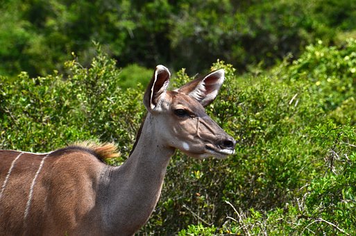Free Africa Safari photo and picture