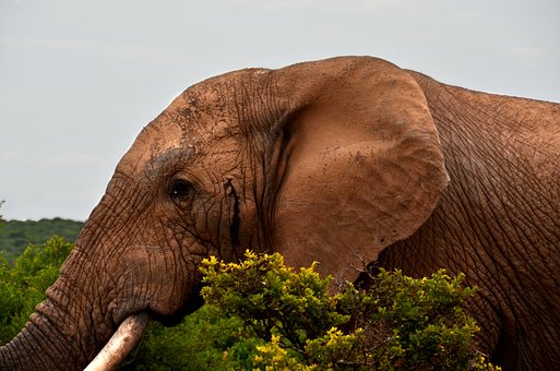 Free Elephant Africa photo and picture