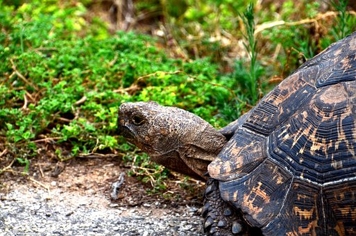 Free Giant Tortoise Africa photo and picture