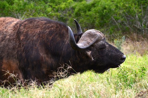 Free Water Buffalo Big Five photo and picture