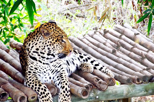 Free Leopard Africa photo and picture