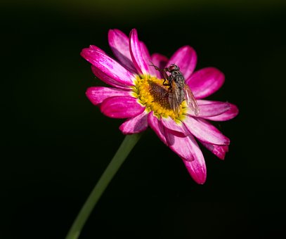Free Fly Flower photo and picture