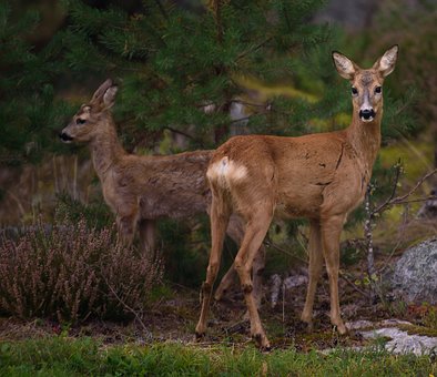 Free Deer Animals photo and picture