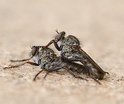 Free Fly Insect photo and picture