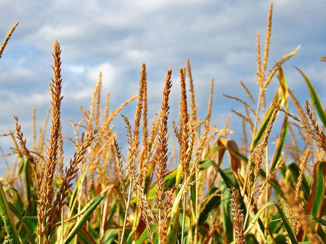 Free Corn Corn Framing photo and picture