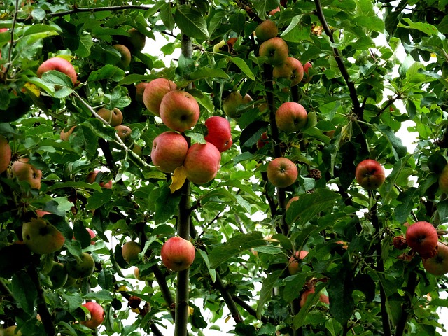 Free Apple Tree Apples photo and picture