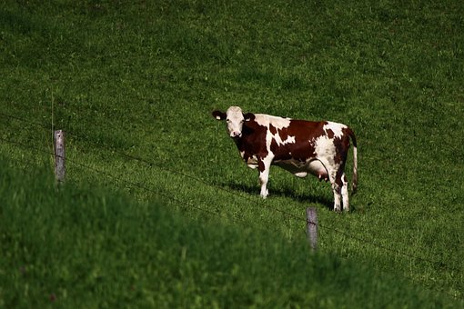Free Cow Green photo and picture