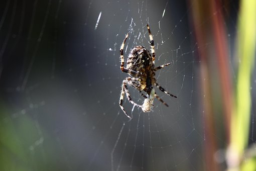 Free Spider Macro photo and picture