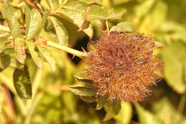 Free Seeds Rose Hip Seeds photo and picture