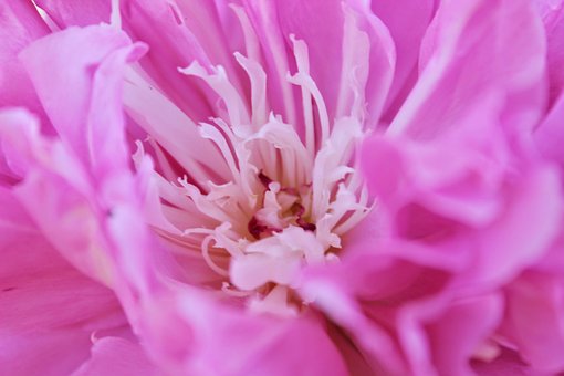 Free Rose Pink photo and picture
