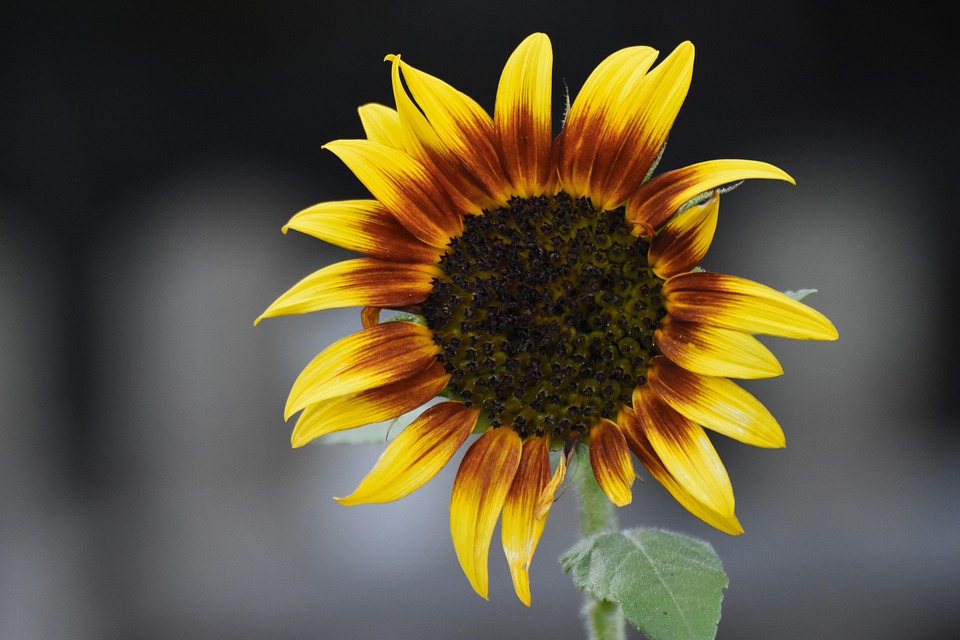 Sunflower, Garden, Nature, Yellow, Blossom, Bloom