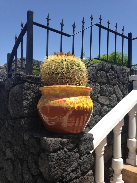 Free Cactus Lanzarote photo and picture