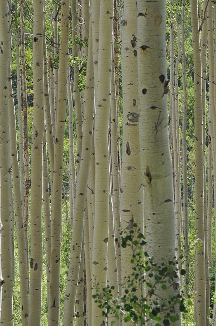 Natur, Bäume, Espen, Baumstämme, Gehölz