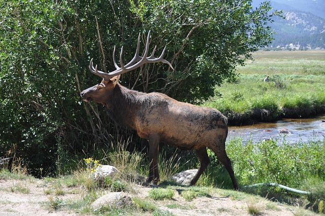 Hirsch, Natur, Wild, Geweih, Tierwelt