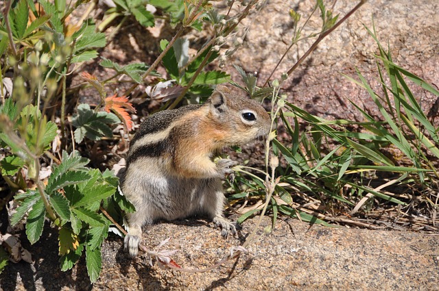 Squirrel, Streifenhörnchen, Futter