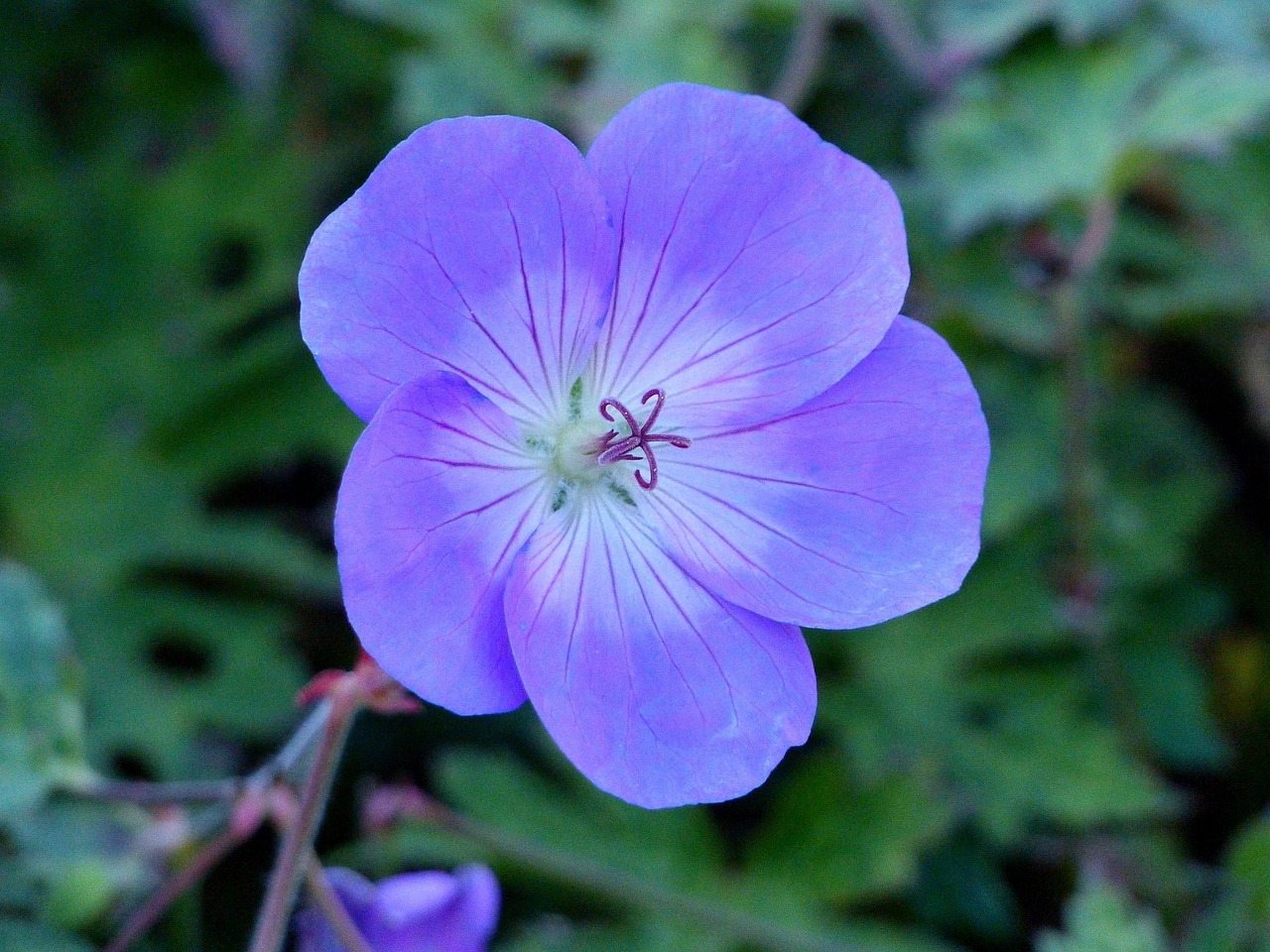 flower-1681469_1280.jpg