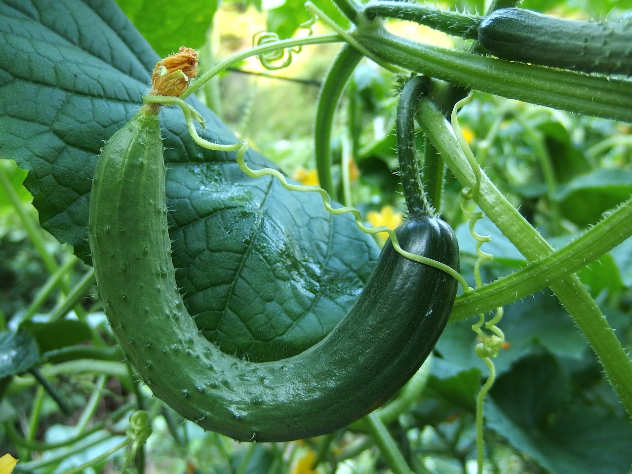 Free Cucumber Bend photo and picture