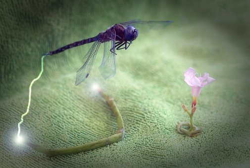 Free Dragonfly Bug photo and picture