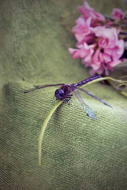 Free Dragonfly Bug photo and picture