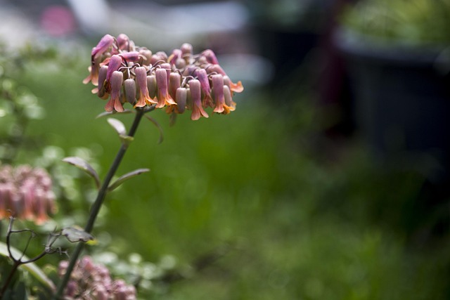 Pflanze, Blume, Natur, Garten
