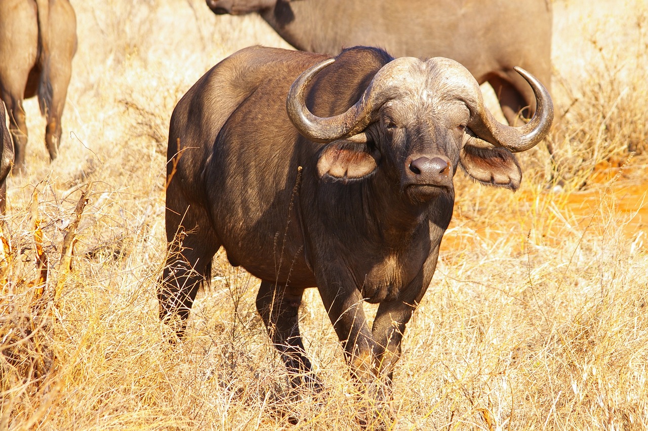 7 000 Free American Buffalo Buffalo Photos Pixabay 7 000 Free American Buffalo Buffalo Photos Pixabay