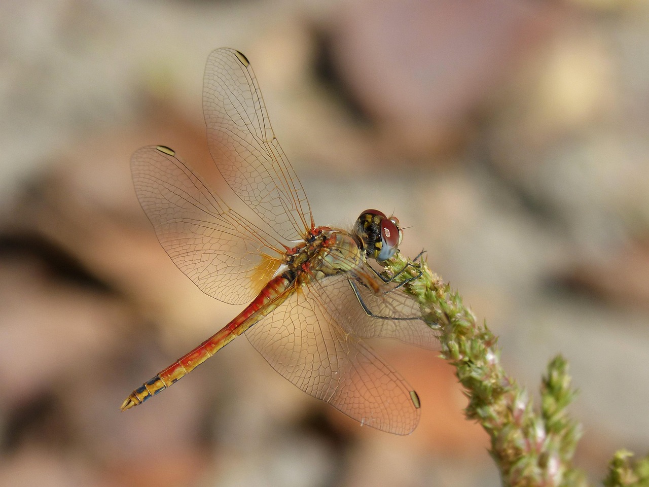 Dragonfly Sympetrum Striolatum - Free photo on Pixabay - Pixabay