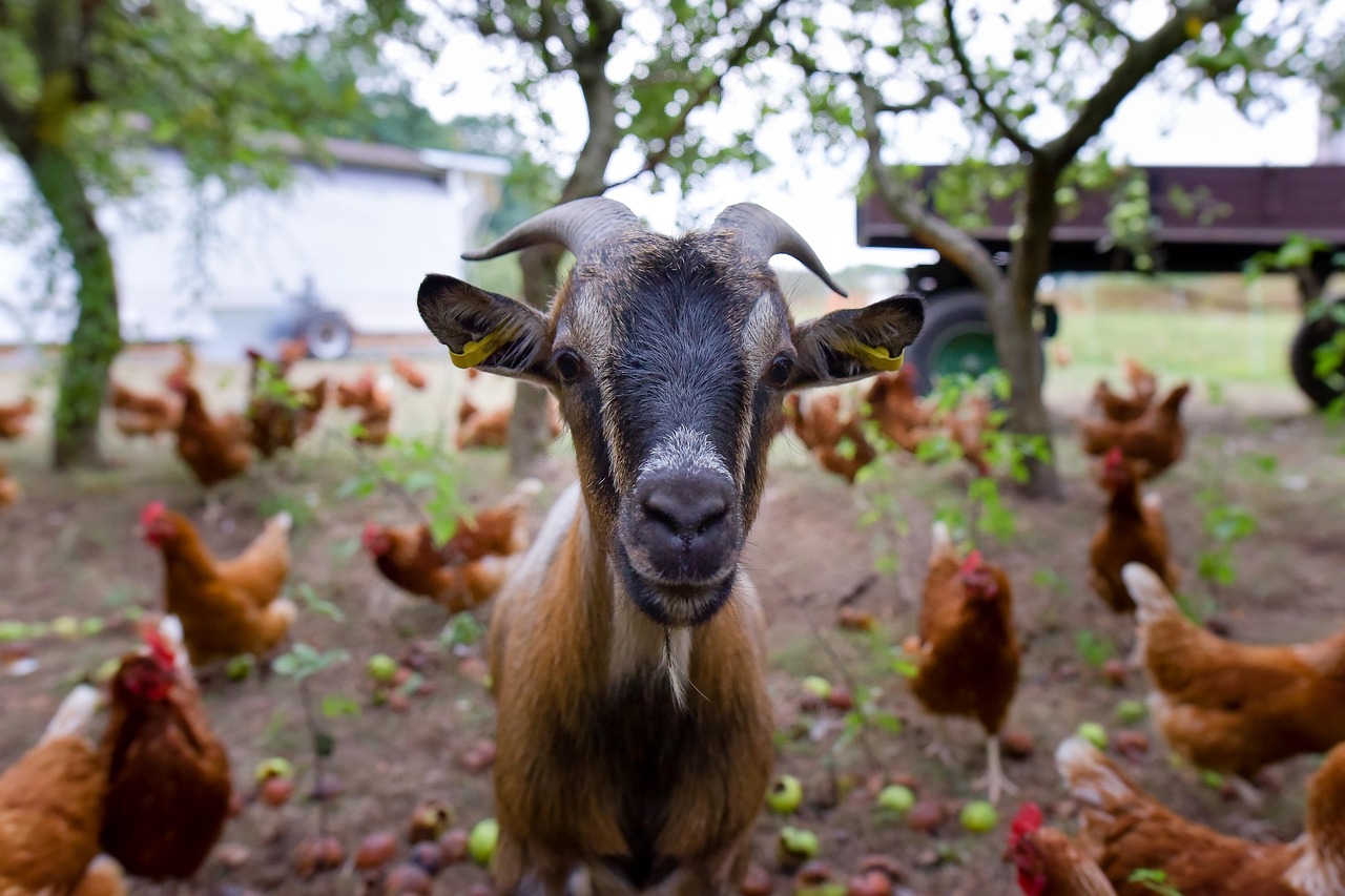 Kambing Bandot - Foto gratis di Pixabay - Pixabay
