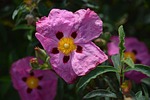 flower, eglantine, thorns