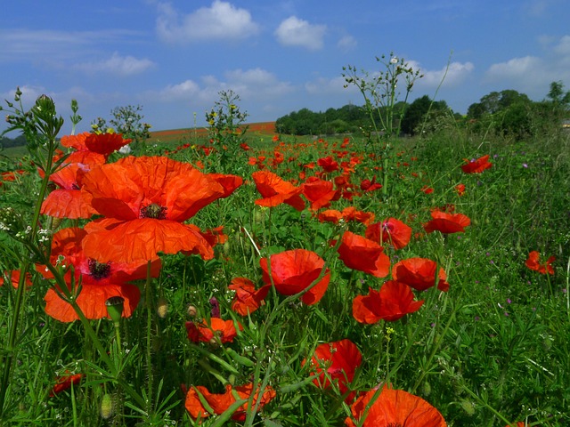 Free Poppy Poppies photo and picture