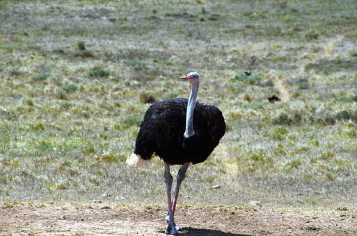 Free Ostrich Africa photo and picture