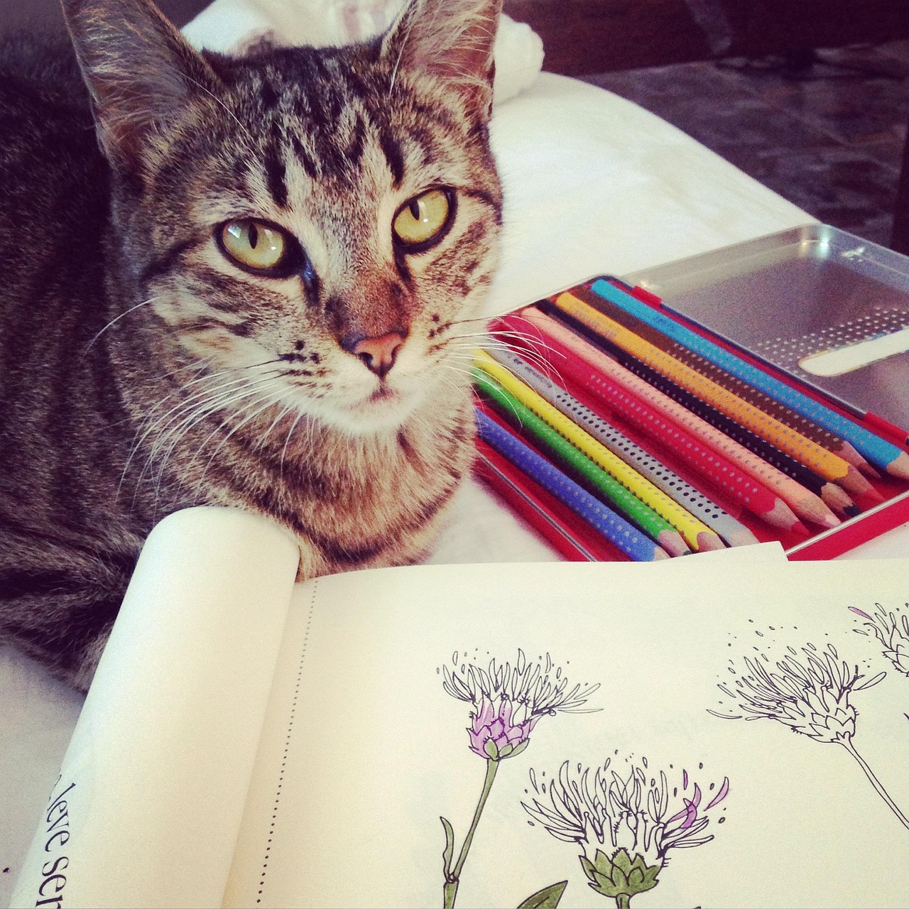 Cat To Color Design - Free photo on Pixabay - Pixabay